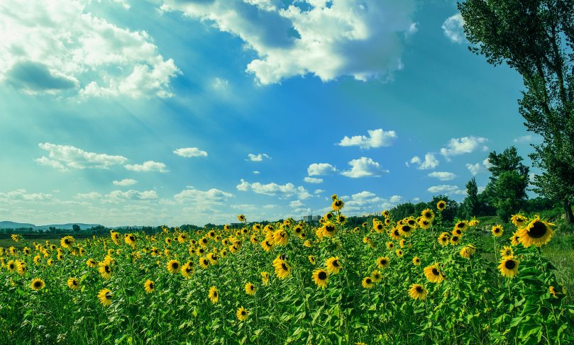 bloom-blossom-clouds-189848.jpg